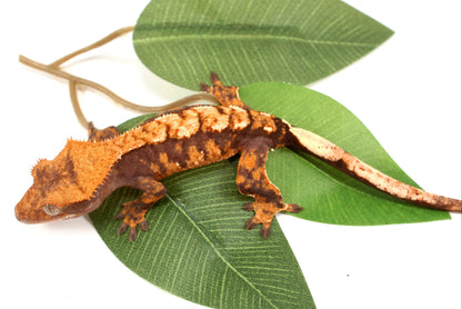 High Contrast Extreme Harlequin Crested Gecko