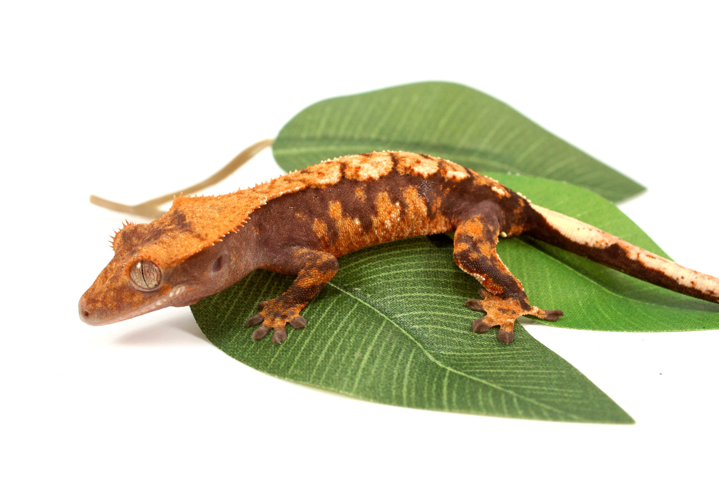 High Contrast Extreme Harlequin Crested Gecko