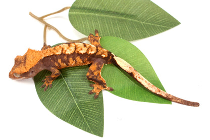 High Contrast Extreme Harlequin Crested Gecko