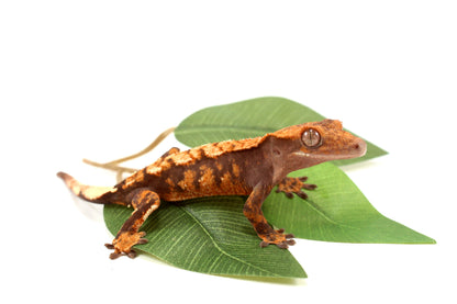High Contrast Extreme Harlequin Crested Gecko