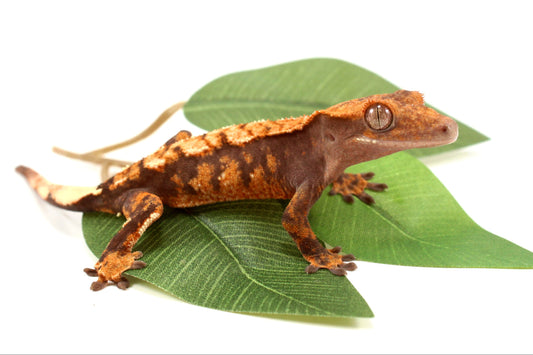 High Contrast Harlequin Crested Gecko