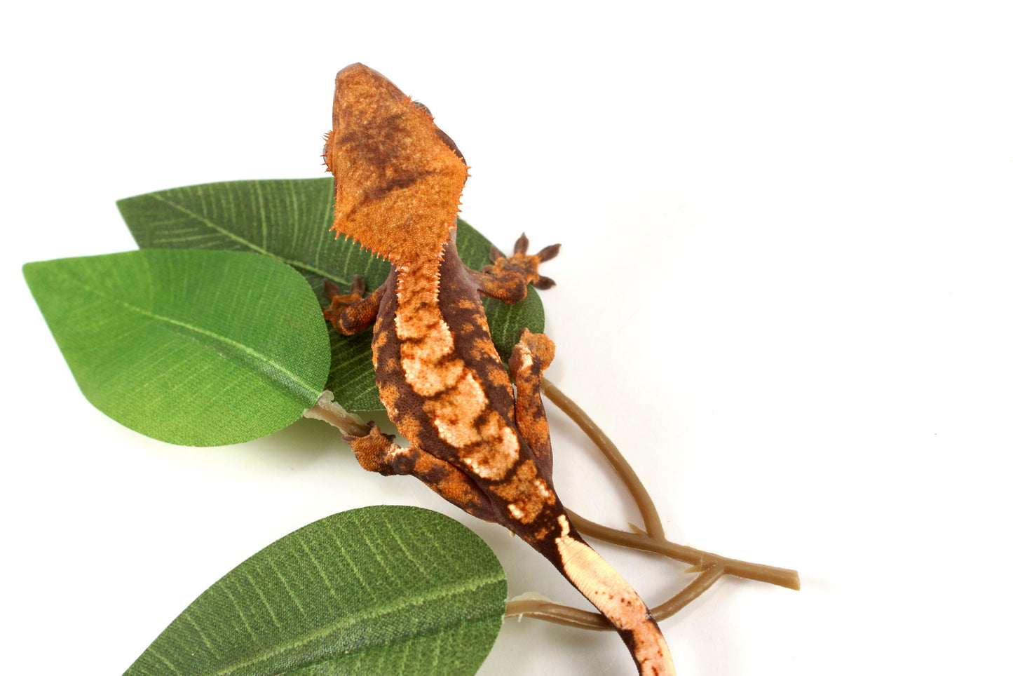 High Contrast Extreme Harlequin Crested Gecko