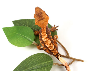 High Contrast Extreme Harlequin Crested Gecko