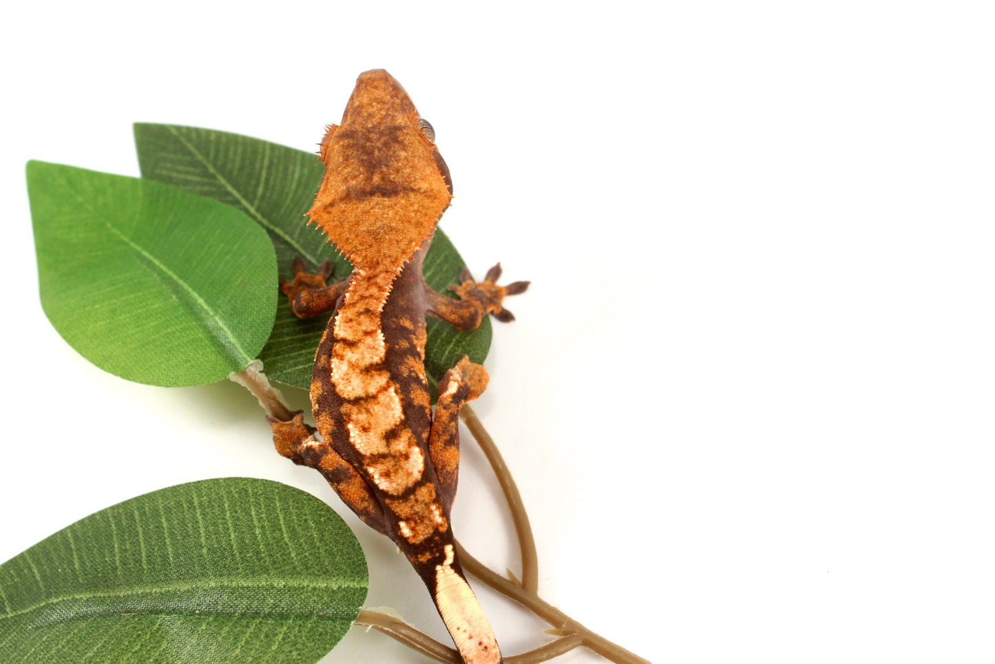 High Contrast Extreme Harlequin Crested Gecko