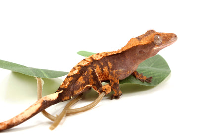 High Contrast Extreme Harlequin Crested Gecko