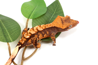 High Contrast Extreme Harlequin Crested Gecko
