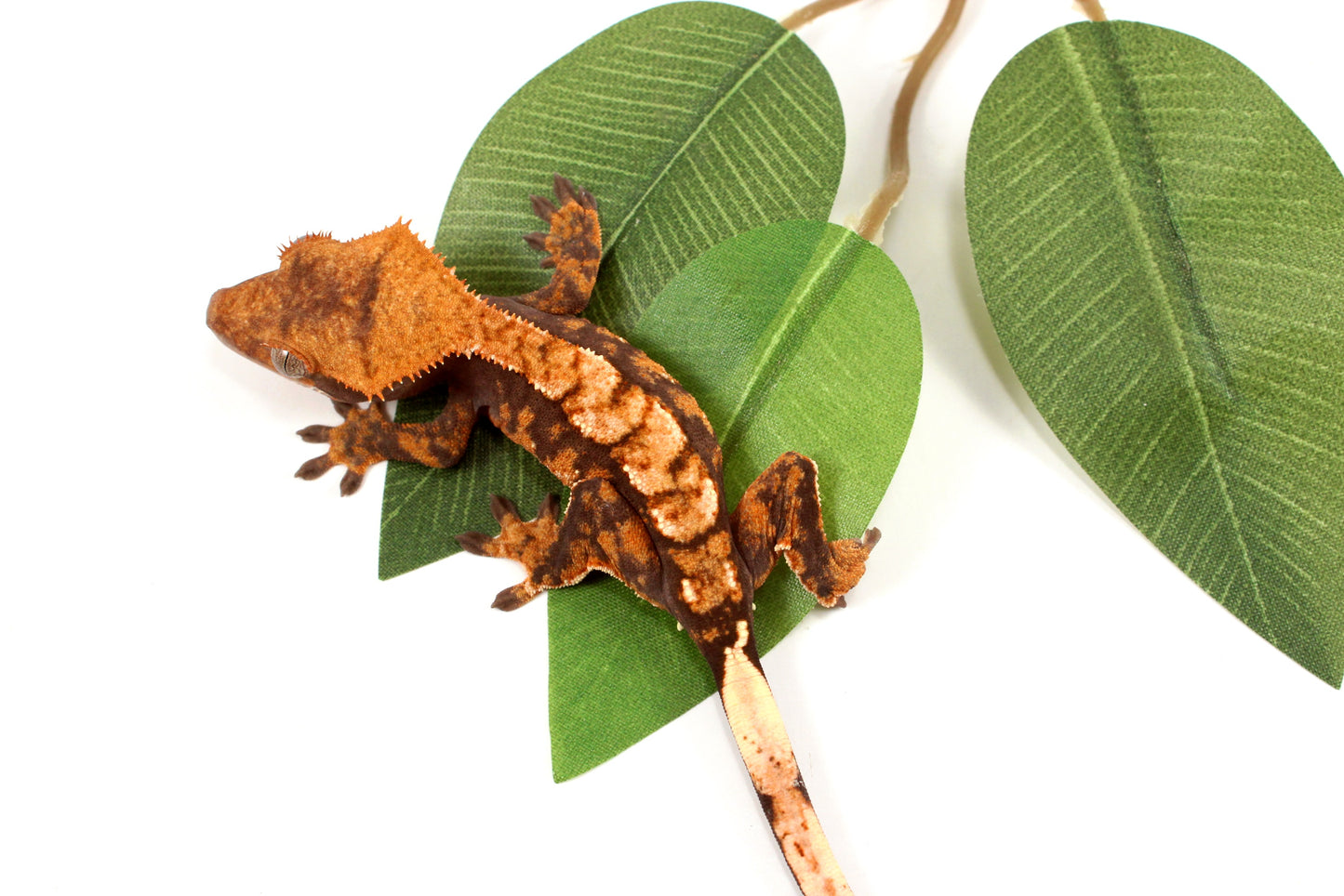 High Contrast Extreme Harlequin Crested Gecko