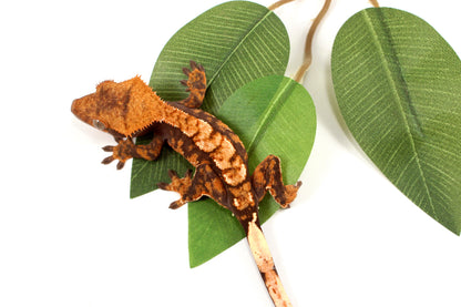 High Contrast Extreme Harlequin Crested Gecko