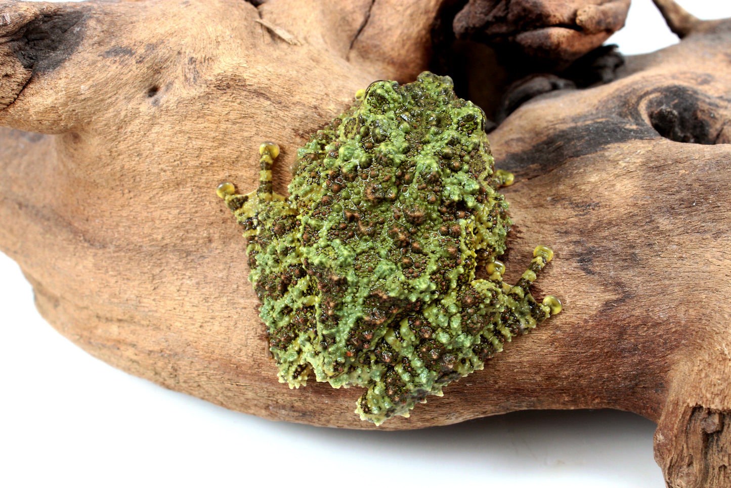 CB Adult Vietnamese Mossy Frog