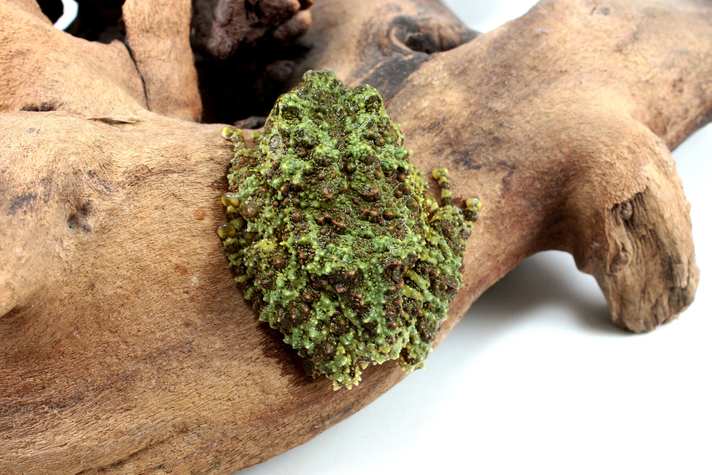 CB Adult Vietnamese Mossy Frog