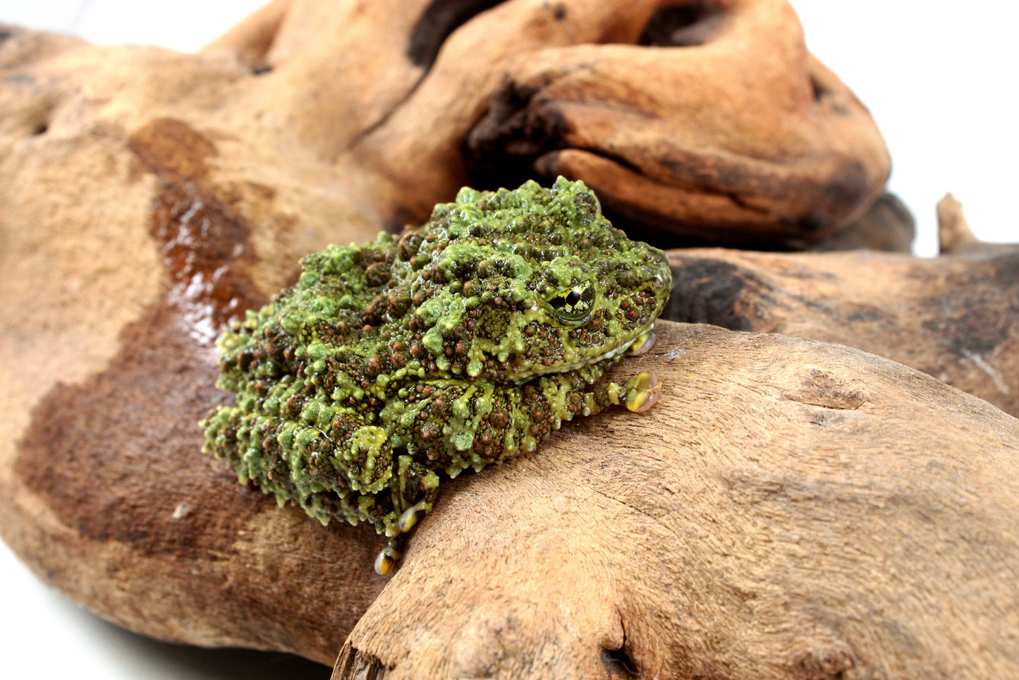 CB Adult Vietnamese Mossy Frog