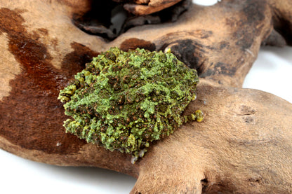 CB Adult Vietnamese Mossy Frog