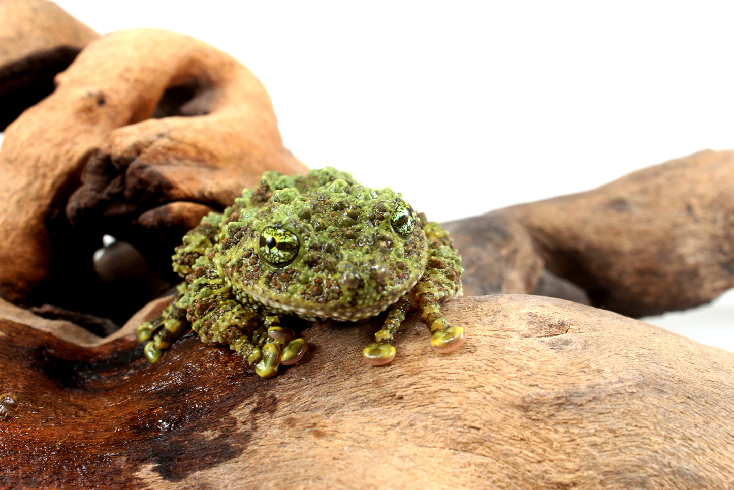 CB Adult Vietnamese Mossy Frog