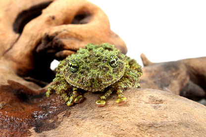 CB Adult Vietnamese Mossy Frog