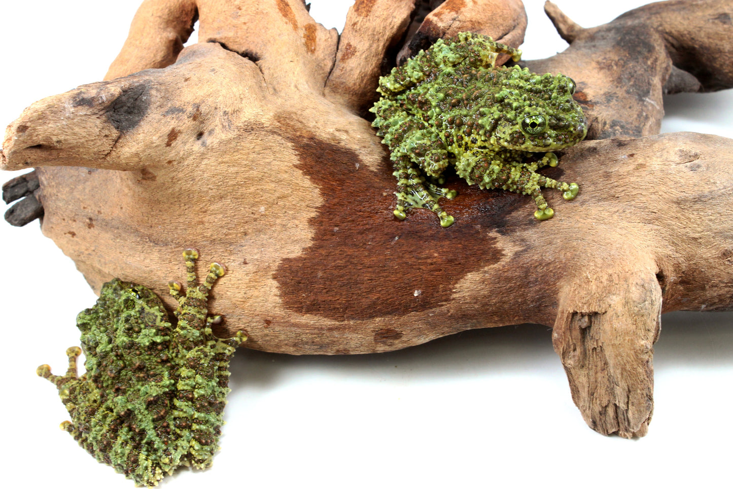 CB Adult Vietnamese Mossy Frog