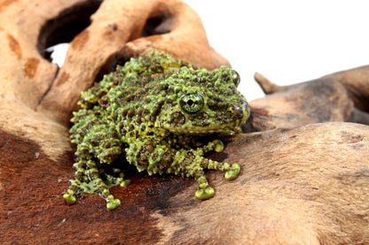 CB Adult Vietnamese Mossy Frog