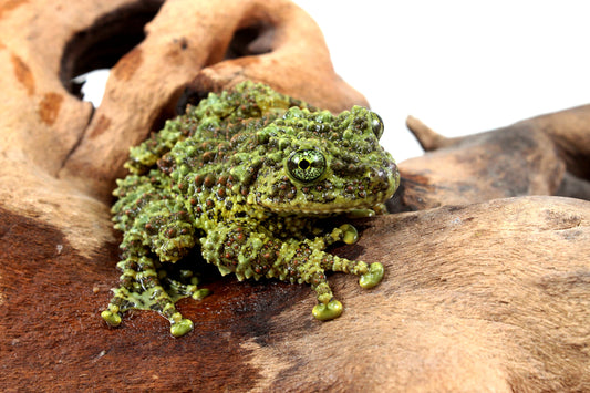 CB Adult Vietnamese Mossy Frog