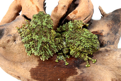 CB Adult Vietnamese Mossy Frog