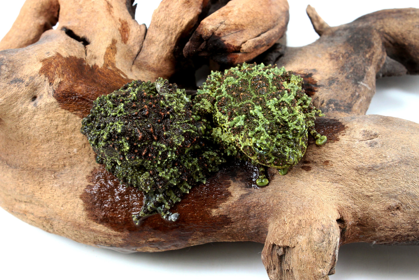 CB Adult Vietnamese Mossy Frog