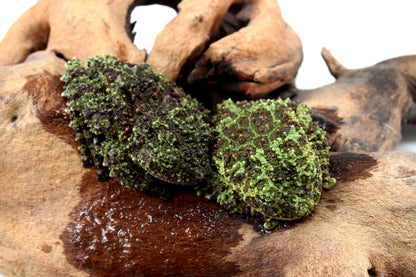 CB Adult Vietnamese Mossy Frog