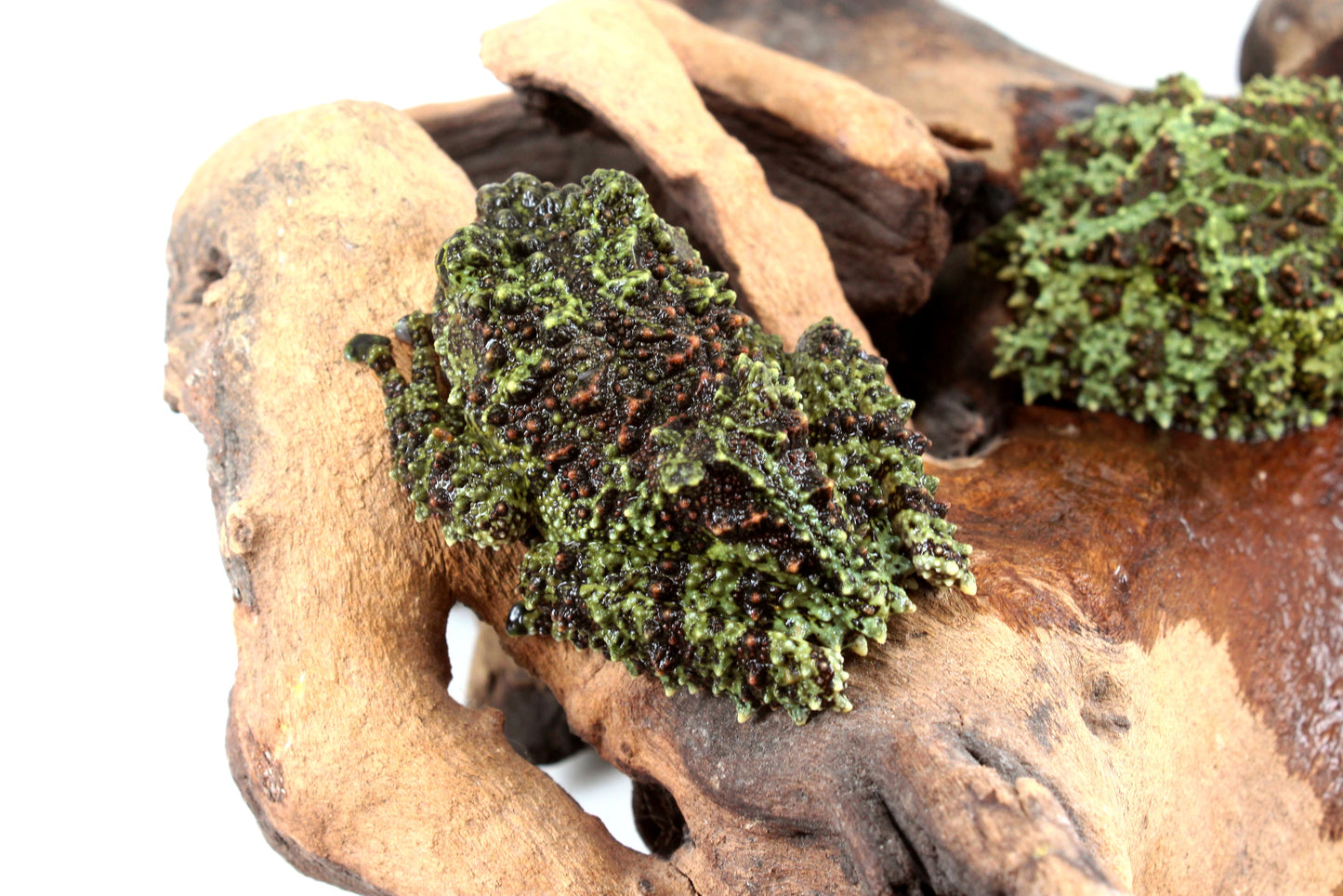 CB Adult Vietnamese Mossy Frog