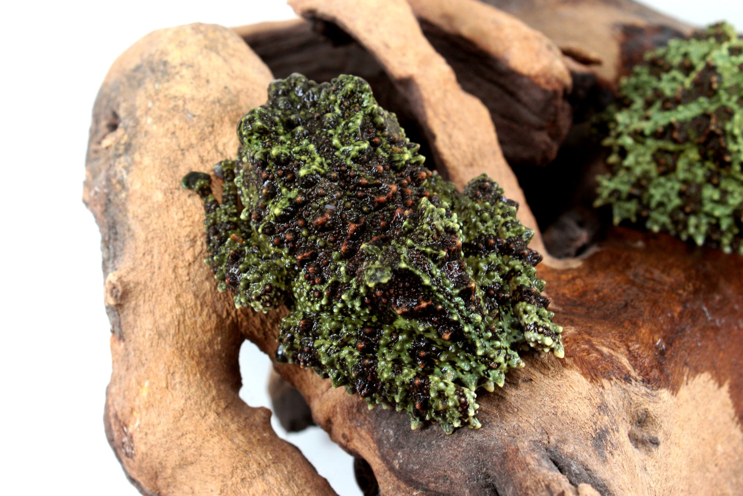 CB Adult Vietnamese Mossy Frog