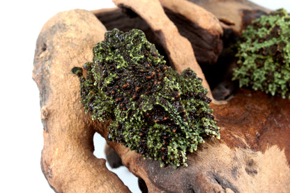 CB Adult Vietnamese Mossy Frog
