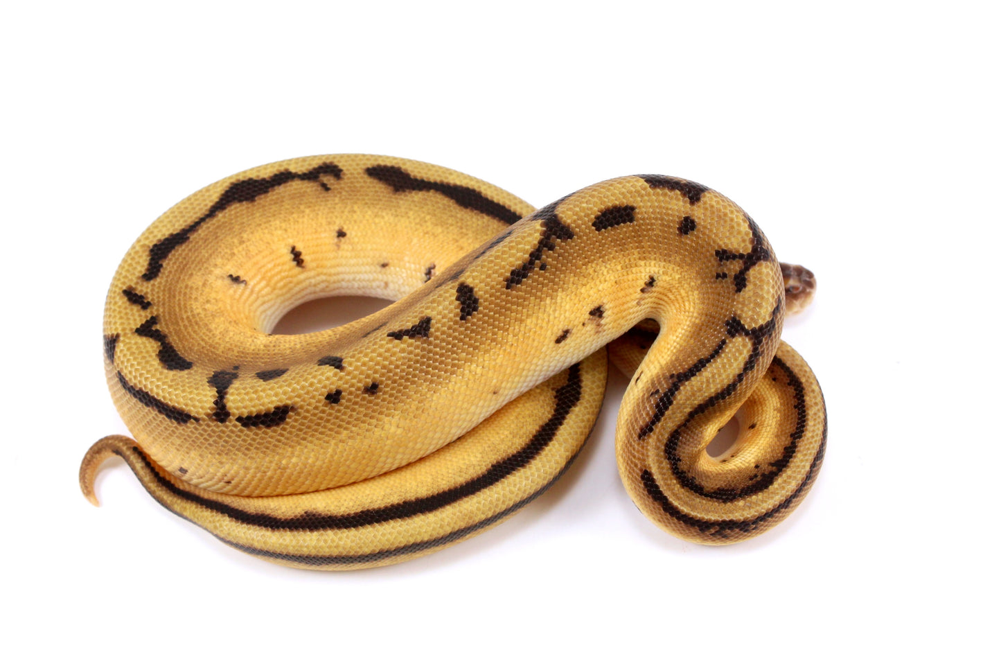 Orange Dream Genetic Stripe h. Desert Ghost Ball Python