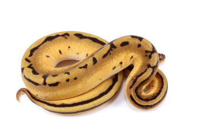Orange Dream Genetic Stripe h. Desert Ghost Ball Python