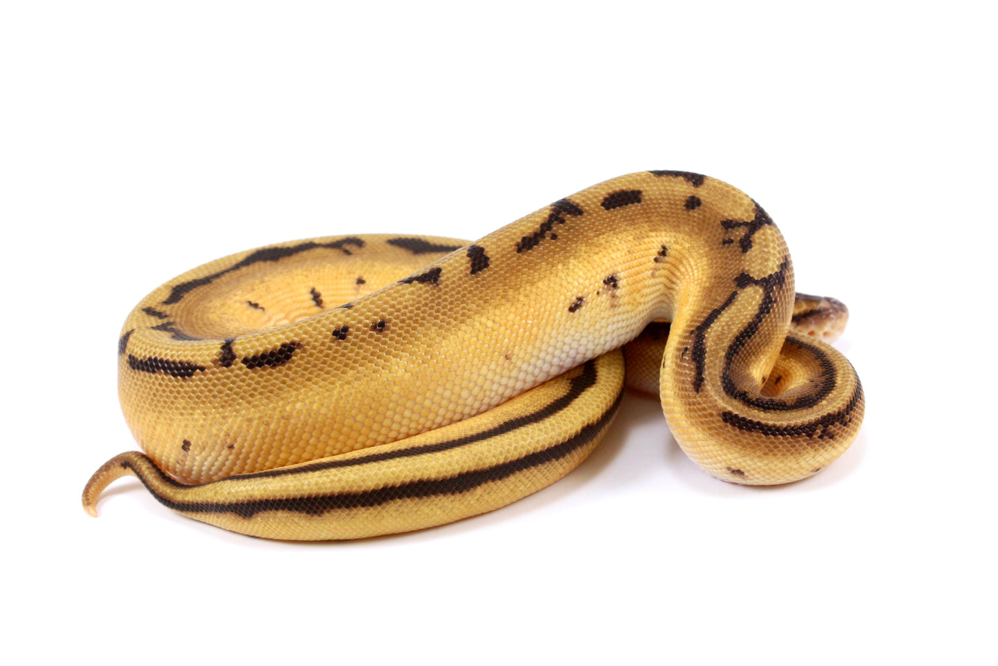 Orange Dream Genetic Stripe h. Desert Ghost Ball Python
