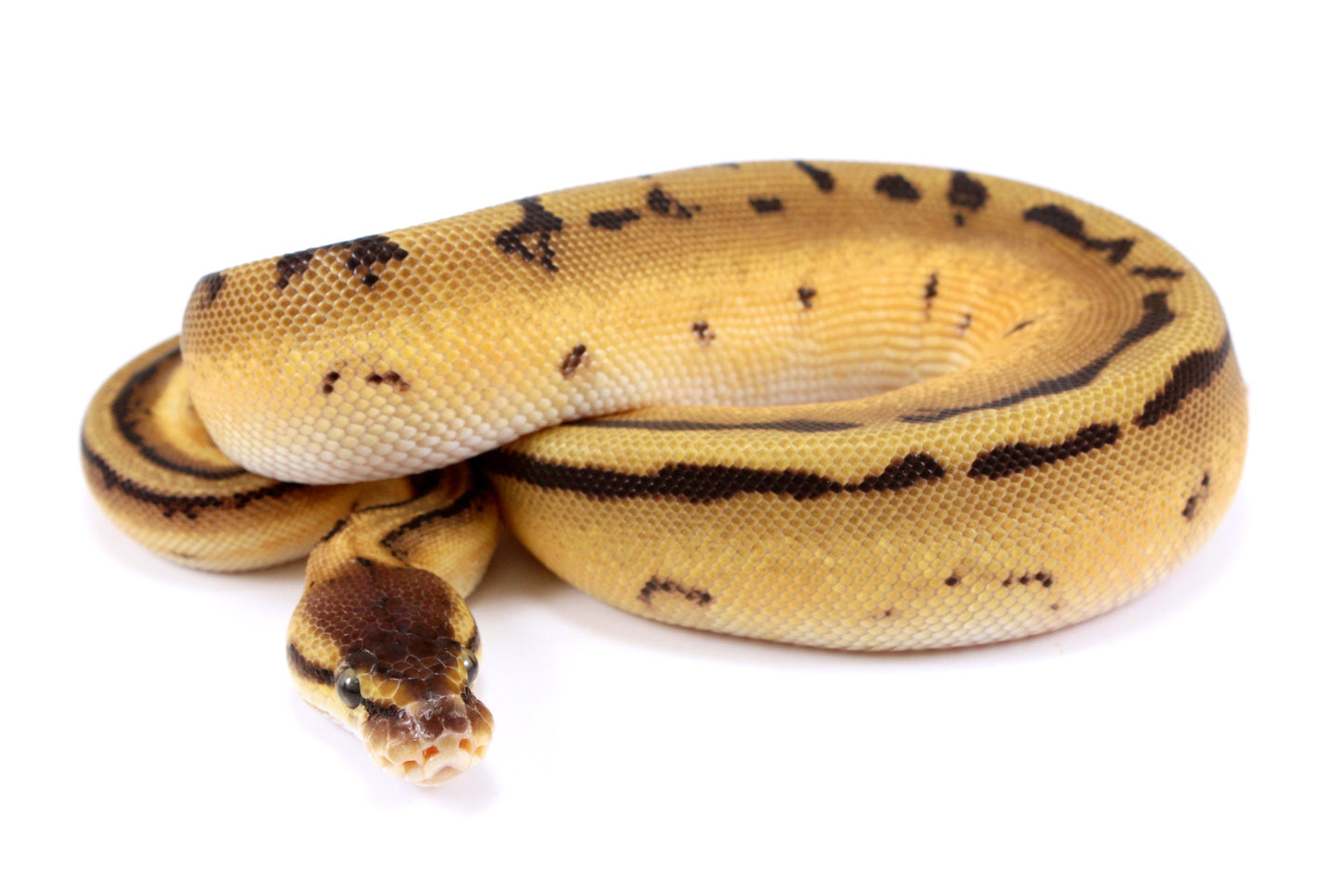 Orange Dream Genetic Stripe h. Desert Ghost Ball Python