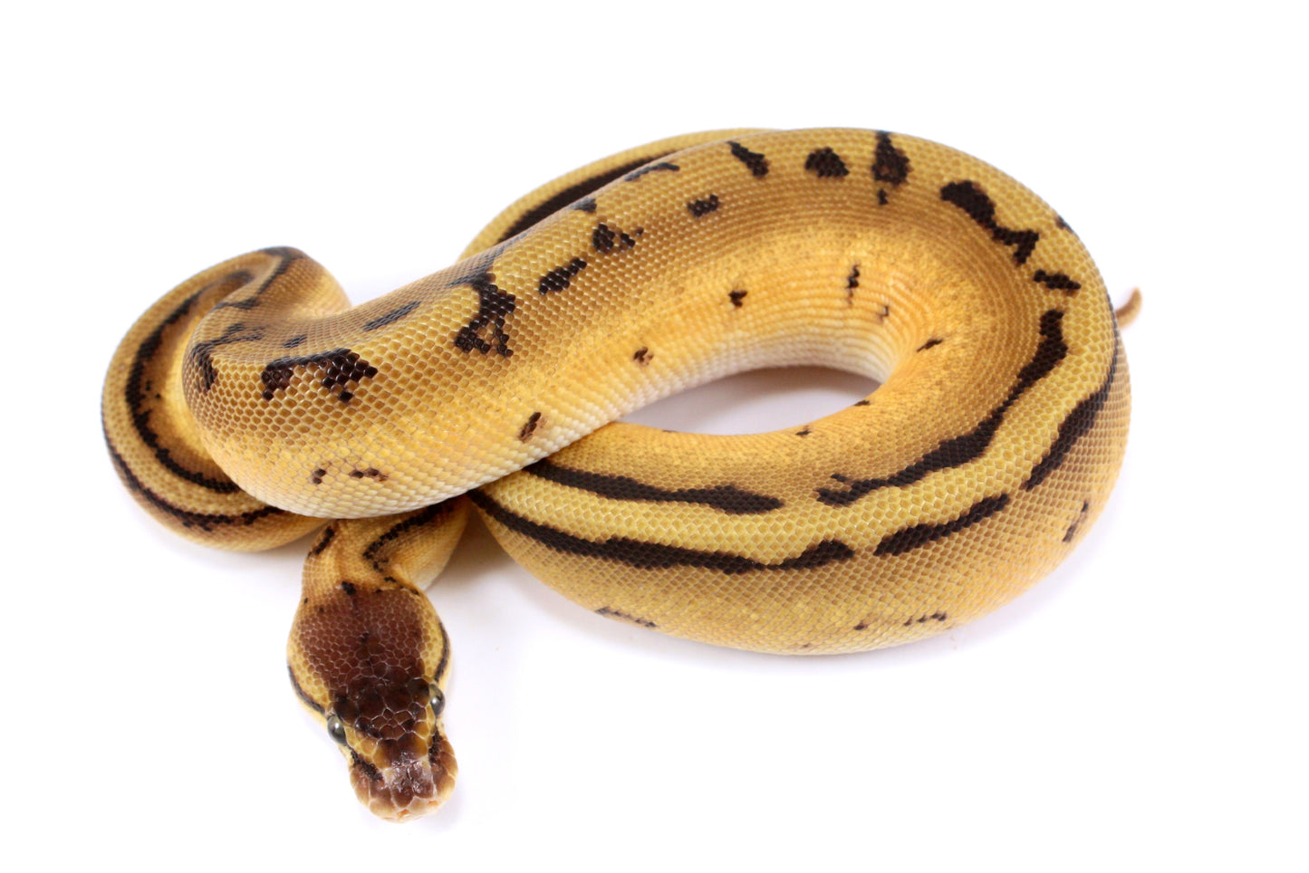 Orange Dream Genetic Stripe h. Desert Ghost Ball Python