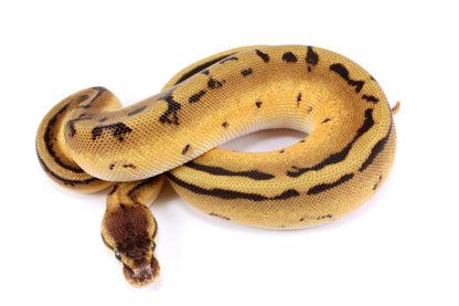 Orange Dream Genetic Stripe h. Desert Ghost Ball Python