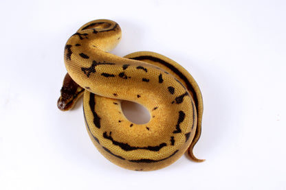 Orange Dream Genetic Stripe h. Desert Ghost Ball Python