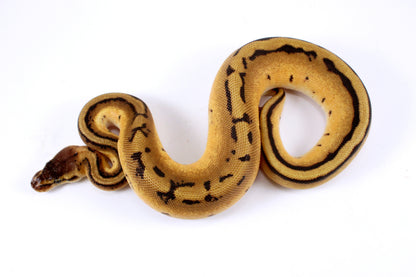 Orange Dream Genetic Stripe h. Desert Ghost Ball Python