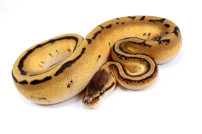 Orange Dream Genetic Stripe h. Desert Ghost Ball Python