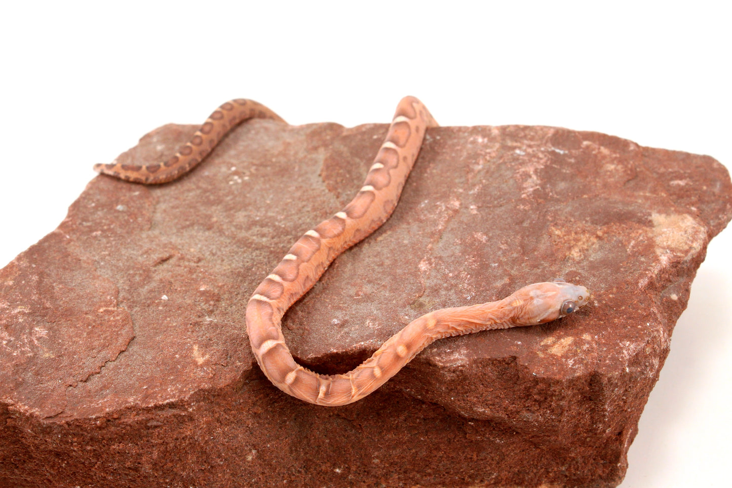 Scaleless Okeetee+ Corn Snake