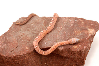 Scaleless Okeetee+ Corn Snake