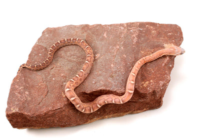 Scaleless Okeetee+ Corn Snake