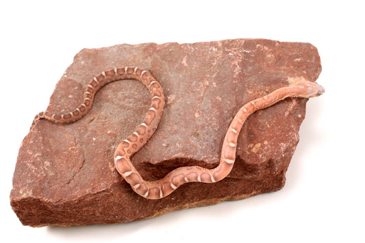 Scaleless Okeetee+ Corn Snake