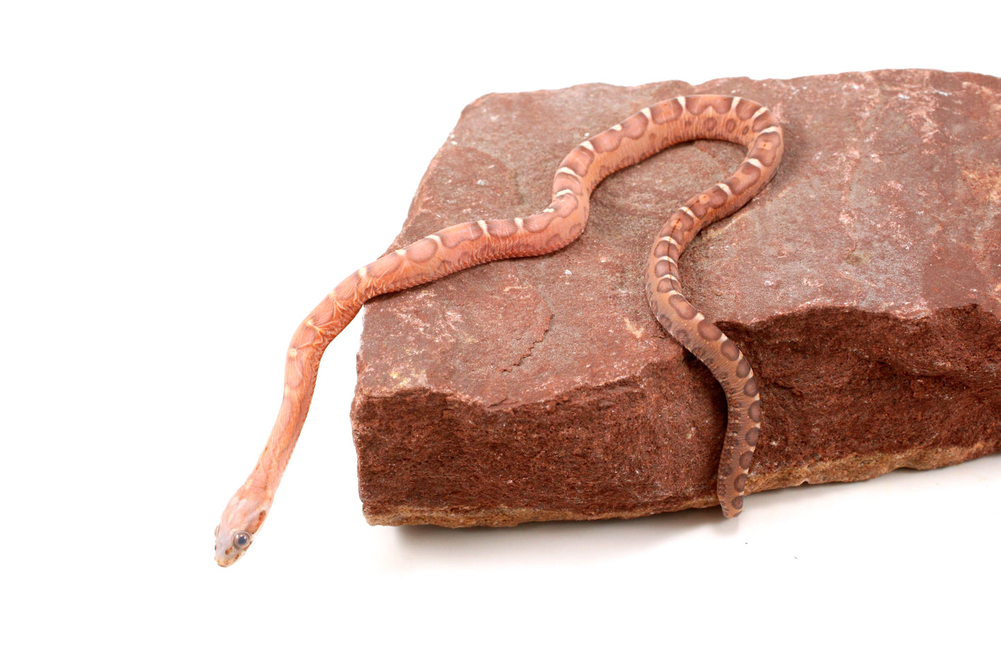 Scaleless Okeetee+ Corn Snake