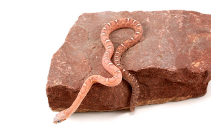 Scaleless Okeetee+ Corn Snake
