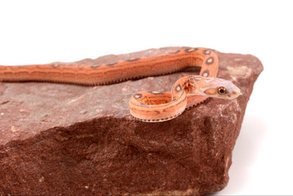 Scaleless Okeetee Corn Snake