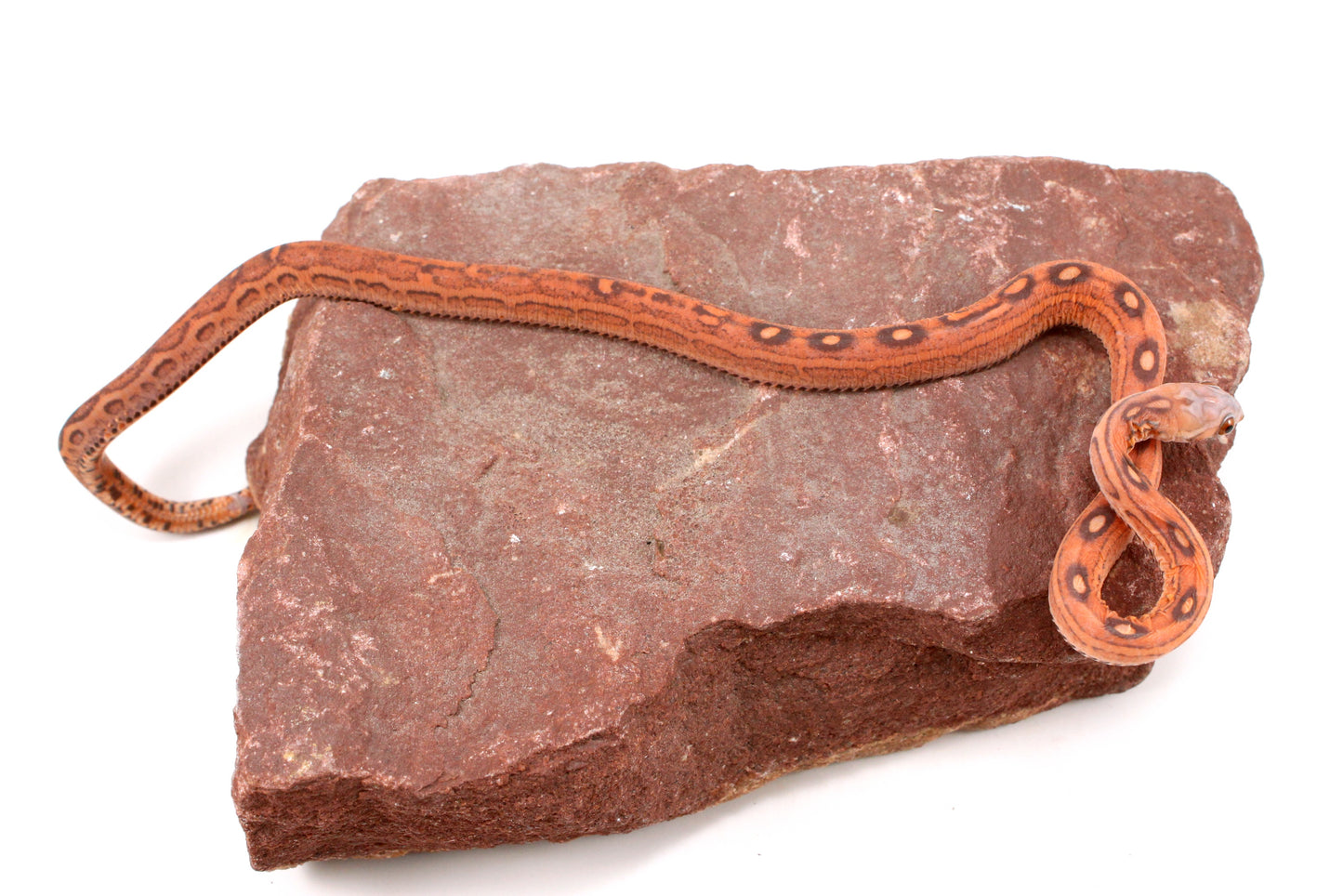 Scaleless Okeetee Corn Snake