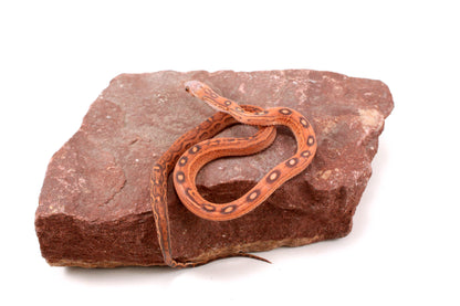 Scaleless Okeetee Corn Snake