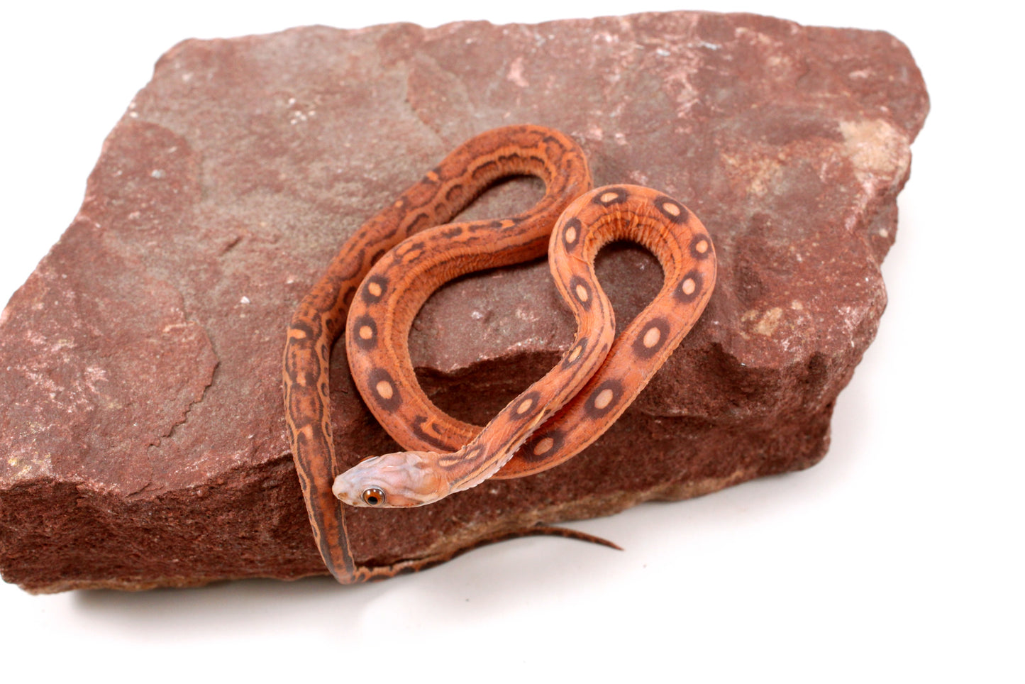 Scaleless Okeetee Corn Snake