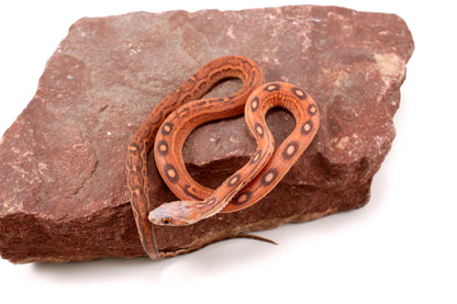 Scaleless Okeetee Corn Snake