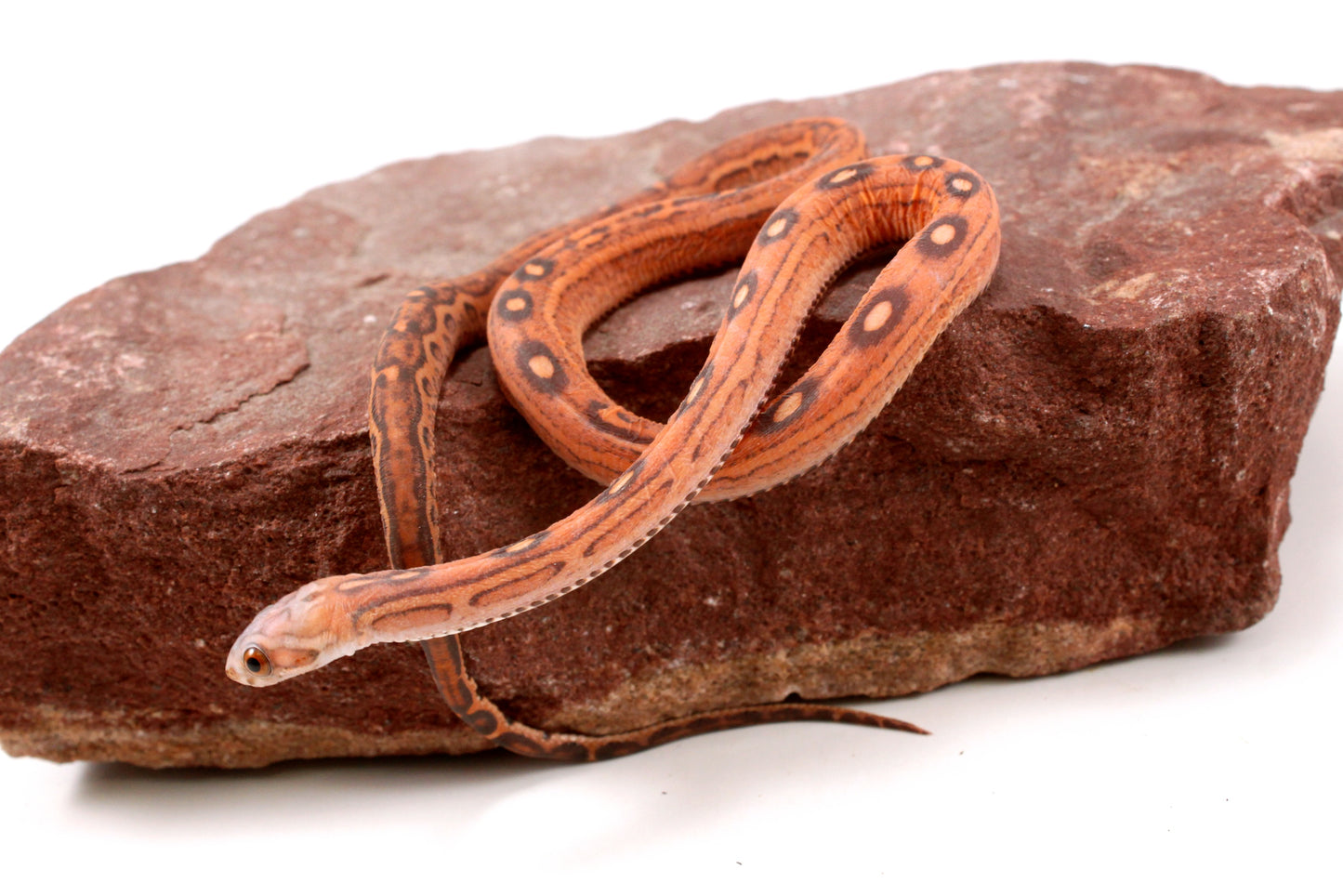 Scaleless Okeetee Corn Snake