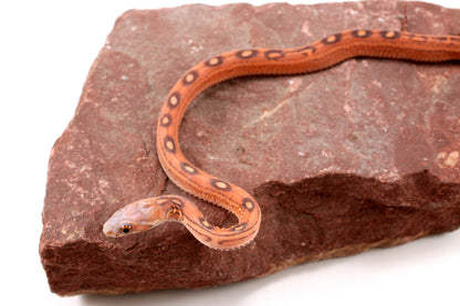 Scaleless Okeetee Corn Snake