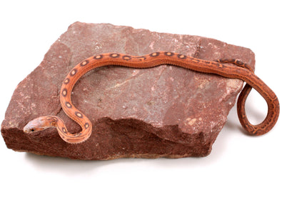 Scaleless Okeetee Corn Snake